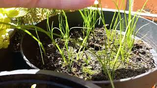 Update How to Grow Chives From Seed in Winter 23 [upl. by Blanka]