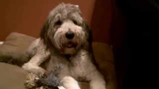 Geico Hump DaySheepadoodle Doesnt Like Camel [upl. by Head]