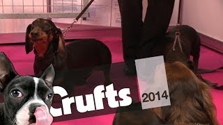 Peter Purves on Dachshunds  Part 1  Crufts 2014 [upl. by Nivlem]