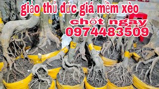 giảo thủ đức giá rẻ mời cô chú xem ủng hộ con Zalo 📱 0974483509 Cường [upl. by Galvan110]