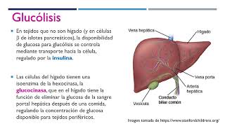 La Glucólisis [upl. by Darrick]