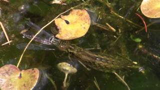 LibellenLarve frisst lebende Libelle  dragonfly larva eating dragonfly [upl. by Philly328]