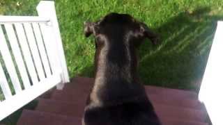 Pit Lab Mix vs Pit Bull Mastiff  Fence Fighting Back Yard Brawl BentleySkullduggery [upl. by Eekcaj]