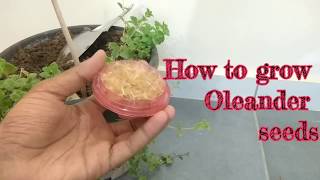 How to grow Oleander seeds in April  Oleander [upl. by Aeneus242]