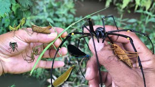 discovered an incredible giant stick insect‼️catch jump spider orb spider dragonfly baby mantis [upl. by Nelaf]