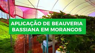 Aplicação de Beauveria Bassiana em Morangos [upl. by Annat666]