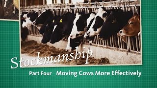 Stockmanship Part 4  Moving Cows More Effectively [upl. by Eicnarf]