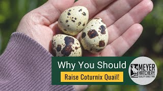 Why You Should Raise Coturnix Quail [upl. by Schreibe832]