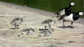 Happy hopping Barnacle goose juvenile [upl. by Gambell59]