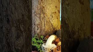 Devesh Naik records time lapse development sequence of stinkhorn mushroom Phallus indusiatus [upl. by Aerdua208]