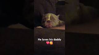 milo ilomilo bullybreed pocketbully cute cuddles [upl. by Candis]