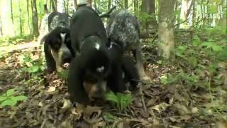 Red Fern Festival  Coon Dog Water Race [upl. by Helaine881]