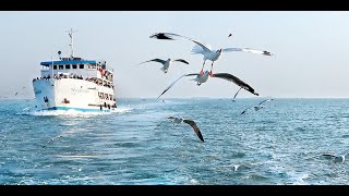 Birds Flying in River Teknaf To Saint Martin Ship Journey 2024 Love Birds 2024 [upl. by Anawqahs]