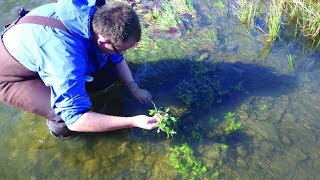 Native and Invasive Aquatic Plant Species in Virginia Trout Streams [upl. by Natlus919]