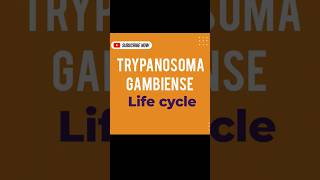 TRYPANOSOMA GAMBIENSE LIFE CYCLE [upl. by Tremayne746]