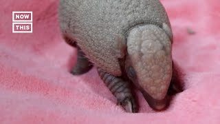 Adorable Baby Armadillo Born at a Washington Zoo Shorts [upl. by Martie]