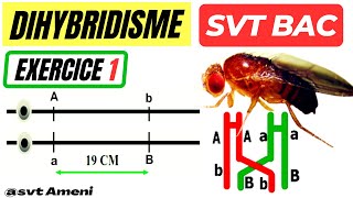 SVT Bac Génétique des diploïdes Dihybridisme Exercice 1  Corrigé [upl. by Gianina508]