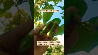 clove beans seeds available seeds gardening plants candleaccessories candles candleholder [upl. by Nazar]