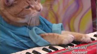 Keyboard Cats NEW hit Song  quotA Okquot [upl. by Adni]