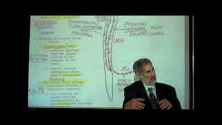 THE SPINAL CORD amp SPINAL TRACTS PART 2 by Professor Fink [upl. by Arnulfo902]