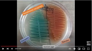 Pseudomonas aeruginosa Pyocyanin and pyorubrin pigments Demonstration [upl. by Anib982]