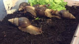 ACHATINA FULICA  lallevamento [upl. by Nailliw]