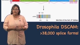 Alternative splicing  Melissa Moore U MassHHMI [upl. by Uball]