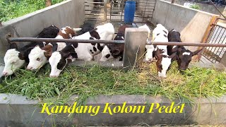 Dolan ke Kandang Koloni Pedet Sapi Simental Cross dan FH [upl. by Eetak339]