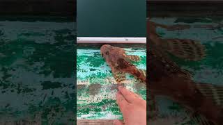 SculpinSwimsFreeASuccessfulRelease shortsvideo sculpin fishing shorts catchandrelease fish [upl. by Nniuqal356]