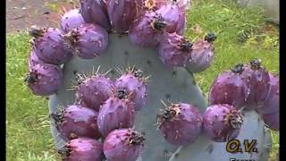 Opuntia robusta et le gel Vidéo 123  2003 Batigne Pierre [upl. by Vullo]