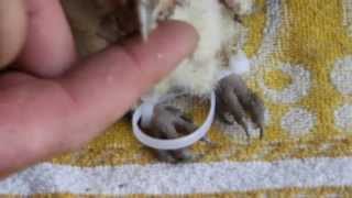 How to correct Splayed leg in barn owl chick [upl. by Antipus]