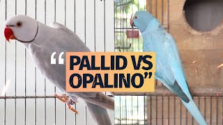 DIFERENÇA ENTRE RING NECK PALLID E OPALINO [upl. by Suoirtemed548]