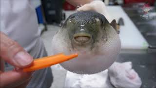 Puffer Fish Eating Carrot For 1 Hour ASMR [upl. by Bryner]