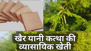 कत्थे यानी खैर की खेती।ऐकेशिया कैटेचू Acacia catechu Cutch treeCatechu की व्यवसायिक खेती कैसे करे [upl. by Tahmosh]