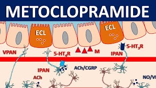 Metoclopramide Reglan  Mechanism precautions side effects amp uses [upl. by Incrocci]