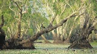 Tour Australia Kakadu National Park [upl. by Rebah]