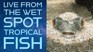 Steenfott Aquatics Live from The Wet Spot Tropical Fish Warehouse [upl. by Sayer915]