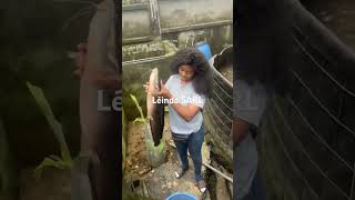 P pisciculture formation mariculture humour abonnetoi braise makemefamous [upl. by Dempster]