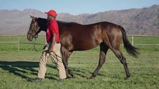 Lot 19 – Americas Cup x What A Winter [upl. by Mariska]