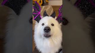 HOW VOCAL ARE SAMOYEDS dog YouTubeCreatorChallenge shorts animals [upl. by Ainod]