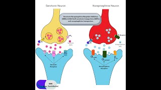 Serotonin Norepinephrine Reuptake Inhibitors SNRIs  Effexor  Venlafaxine  Cymbalta  Pristiq [upl. by Marja]