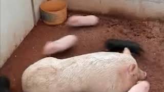 Baby Pigs Running Around Mom [upl. by Thedrick213]