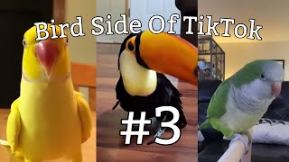 Bird Side Of TikTok 3 [upl. by Kendra988]