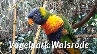 Vogelpark Walsrode [upl. by Anailuj96]