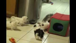 Havanese Puppy Socialization 101 [upl. by Burkhardt]