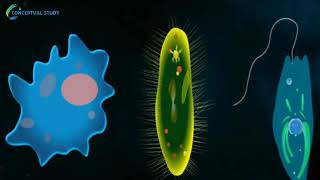 Binary fission in Protozoan [upl. by Redla907]