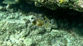 Smooth trunkfish [upl. by Ellicott908]