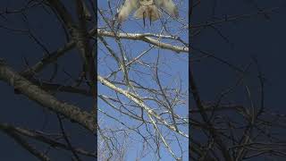 Red tailed hawk bombs a black squirrel falconry squirrel squirrelhunting [upl. by Farika]