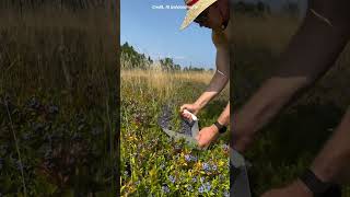 HARVESTING BLUEBERRIES shortsvideo [upl. by Sabino840]