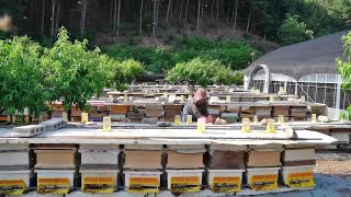 Process of producing 100 real natural honey  Korean Real BeeFarm [upl. by Llednol]